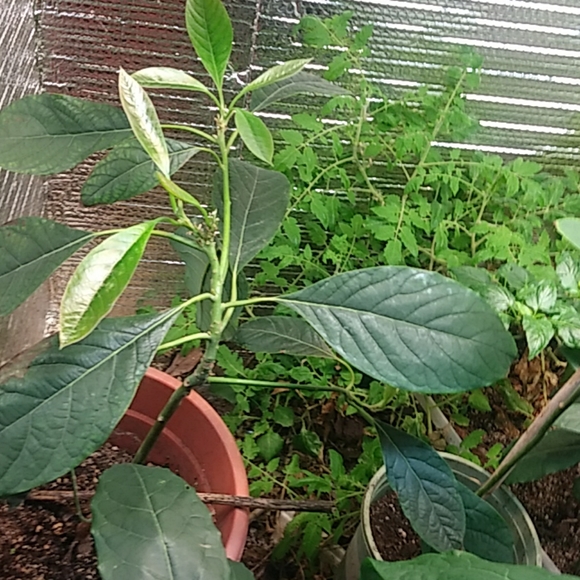 Avocado - Picture 4 of 8